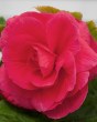 Begonia Grandiflora Pink3
